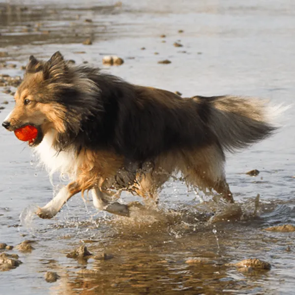 BIONIC Ball Dog Toy