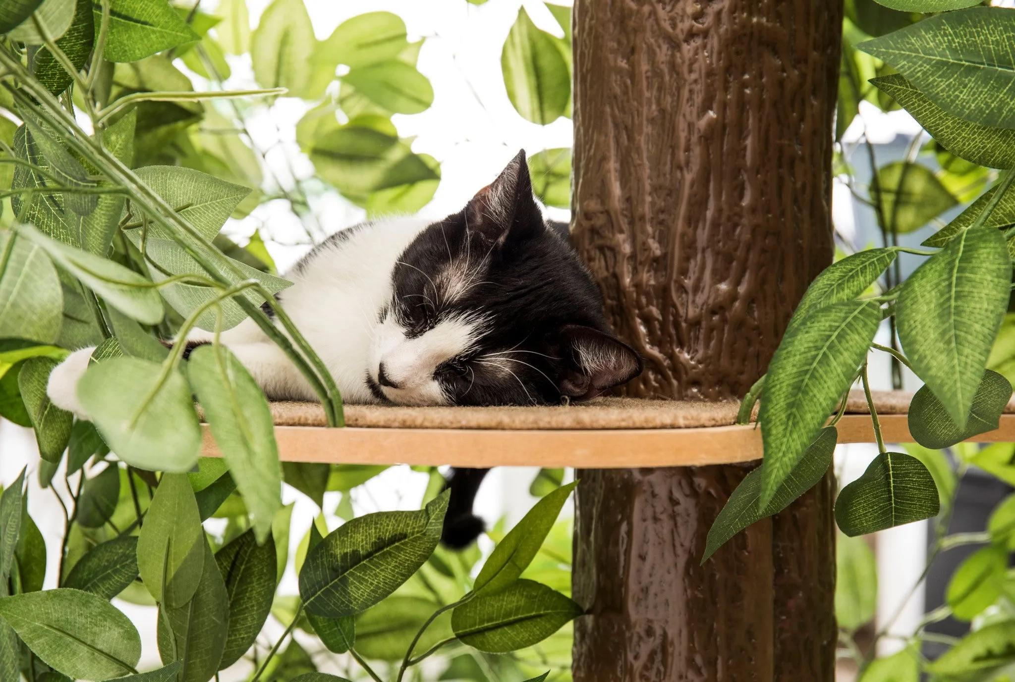 CatHaven™ Two Tier, 4' Medium Cat Tree