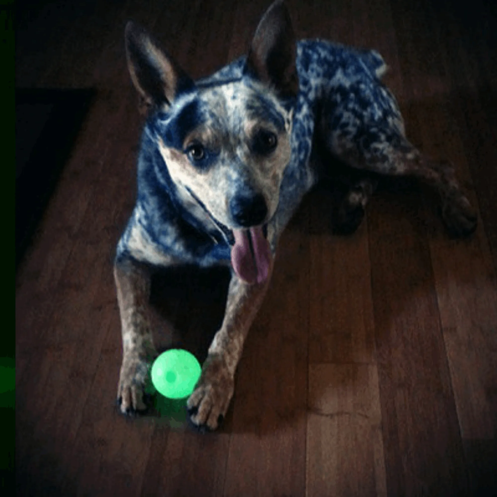 Chuckit Max Glow Balls Medium