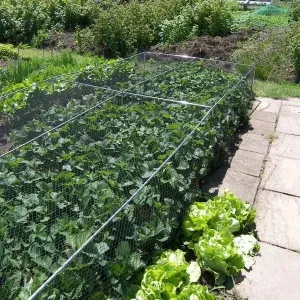 Fruit & Veg Cage - 500mm Erected Height x 900mm Width - Black Bird Netting - Various Lengths