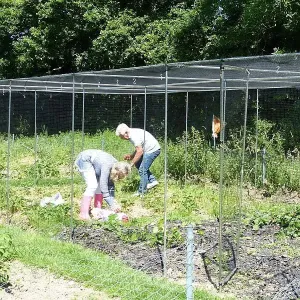 Large Vegetable Cage Height 1.9m - Green Soft Butterfly Netting - Various Sizes