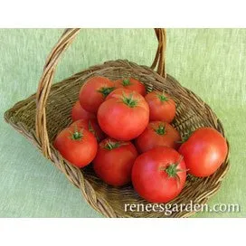 Tomato Beefsteak: Big Beef by Renee's Garden